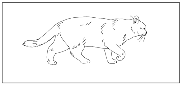 En katt. Illustration