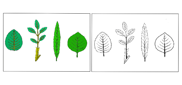 2 bilder på 3 stycken löv. Ena bilden i färg. Ena enbart med konturer. Illustration